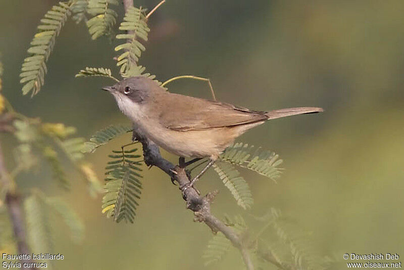 Lesser Whitethroat