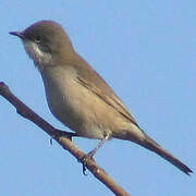 Lesser Whitethroat (althaea)