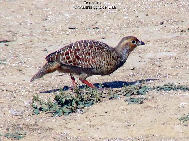 Francolin gris