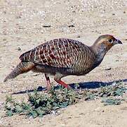 Francolin gris