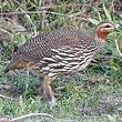 Francolin multiraie