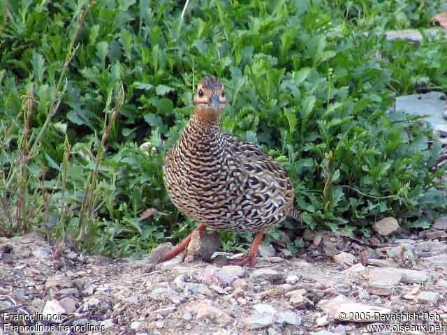 Francolin noir femelle adulte