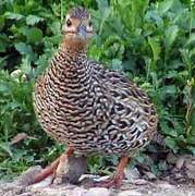 Black Francolin