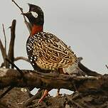 Francolin noir