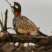 Black Francolin