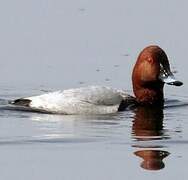 Common Pochard