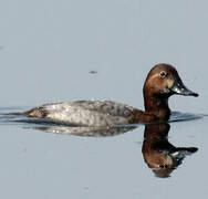 Common Pochard