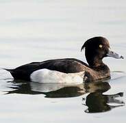 Tufted Duck