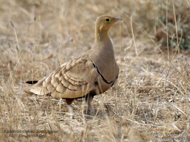 Chestnut-bellied Sandgrouse male adult, identification