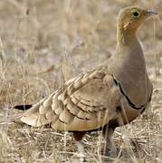 Chestnut-bellied Sandgrouse