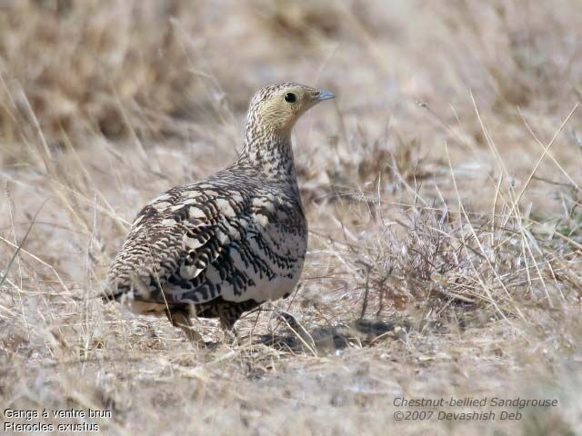 Chestnut-bellied Sandgrouse female adult