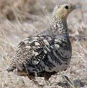 Chestnut-bellied Sandgrouse