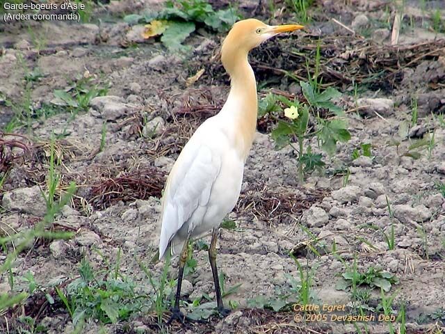 Eastern Cattle Egret