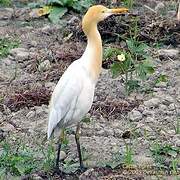 Eastern Cattle Egret