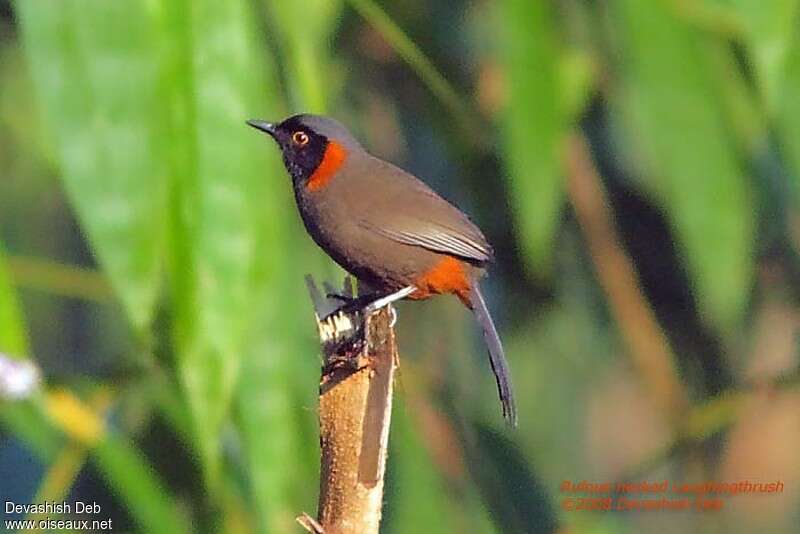 Rufous-necked Laughingthrushadult, identification