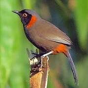 Rufous-necked Laughingthrush