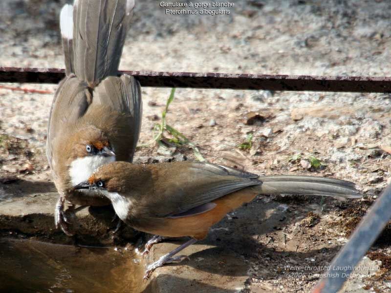 White-throated Laughingthrush