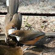 White-throated Laughingthrush