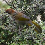 Chestnut-crowned Laughingthrush