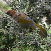 Garrulaxe à tête rousse