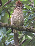 Striated Laughingthrush