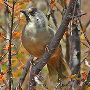 Variegated Laughingthrush