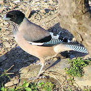 Black-headed Jay