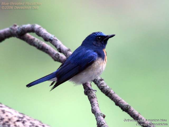 Blue-throated Blue Flycatcher male adult