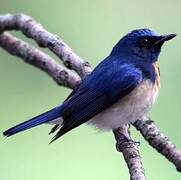 Blue-throated Blue Flycatcher