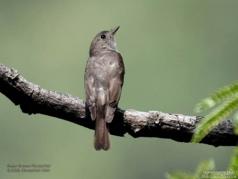 Asian Brown Flycatcheradult