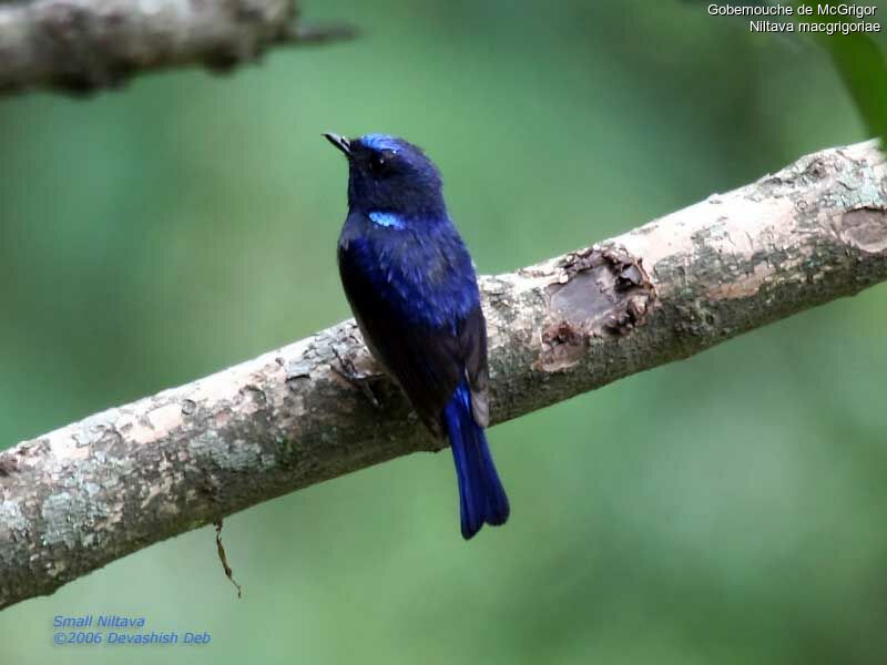 Small Niltava male adult