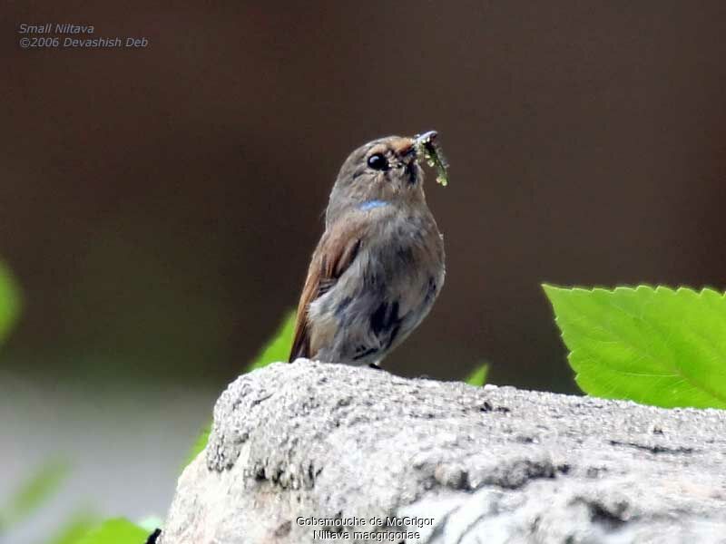 Small Niltava female adult