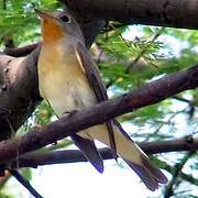 Red-breasted Flycatcher