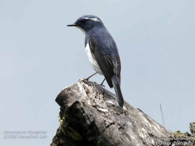 Ultramarine Flycatcher male adult