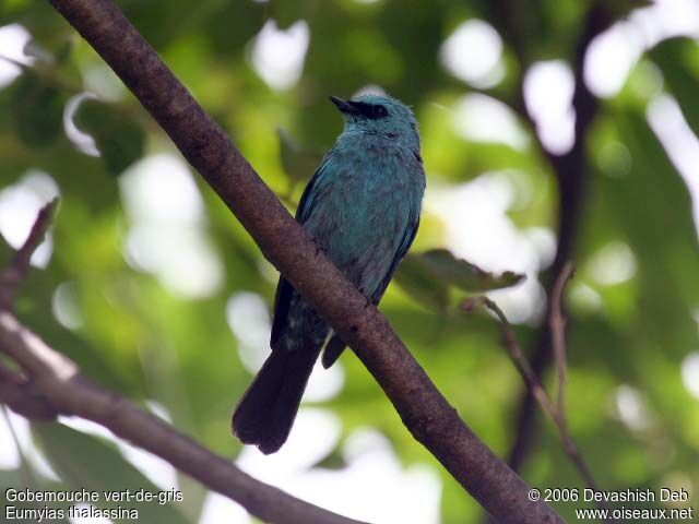 Verditer Flycatcher