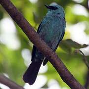 Verditer Flycatcher