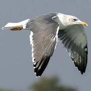 Lesser Black-backed Gull (heuglini)