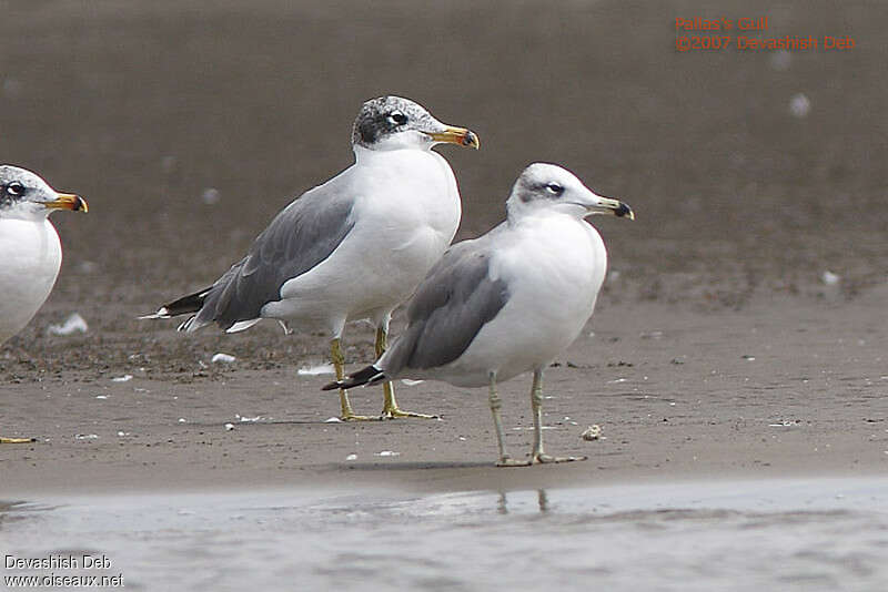 Pallas's Gulladult post breeding, identification