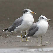 Pallas's Gull