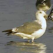 Caspian Gull