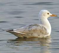 Slender-billed Gull