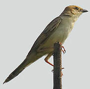 Bristled Grassbird