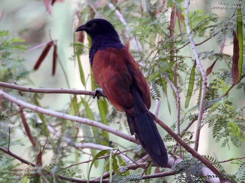 Greater Coucal