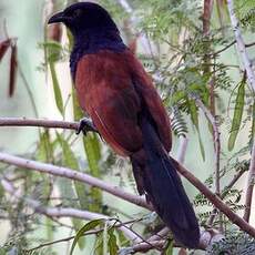 Grand Coucal