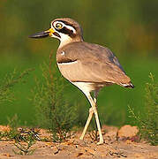 Great Stone-curlew