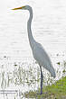 Grande Aigrette