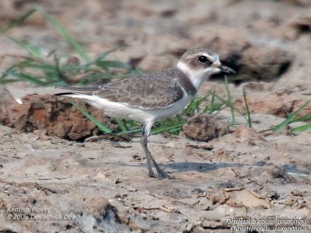 Kentish Plover