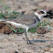 Kentish Plover