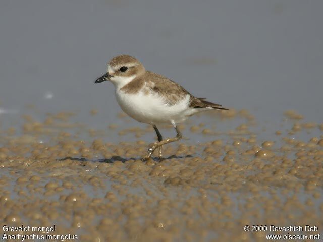 Siberian Sand Ploveradult