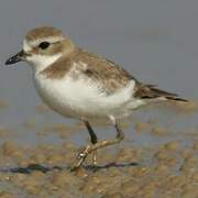 Siberian Sand Plover